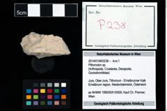 Foto (Objekt + Etikett) von Pithonoton sp.  (NHMW-GEO-2014-0194-0238)